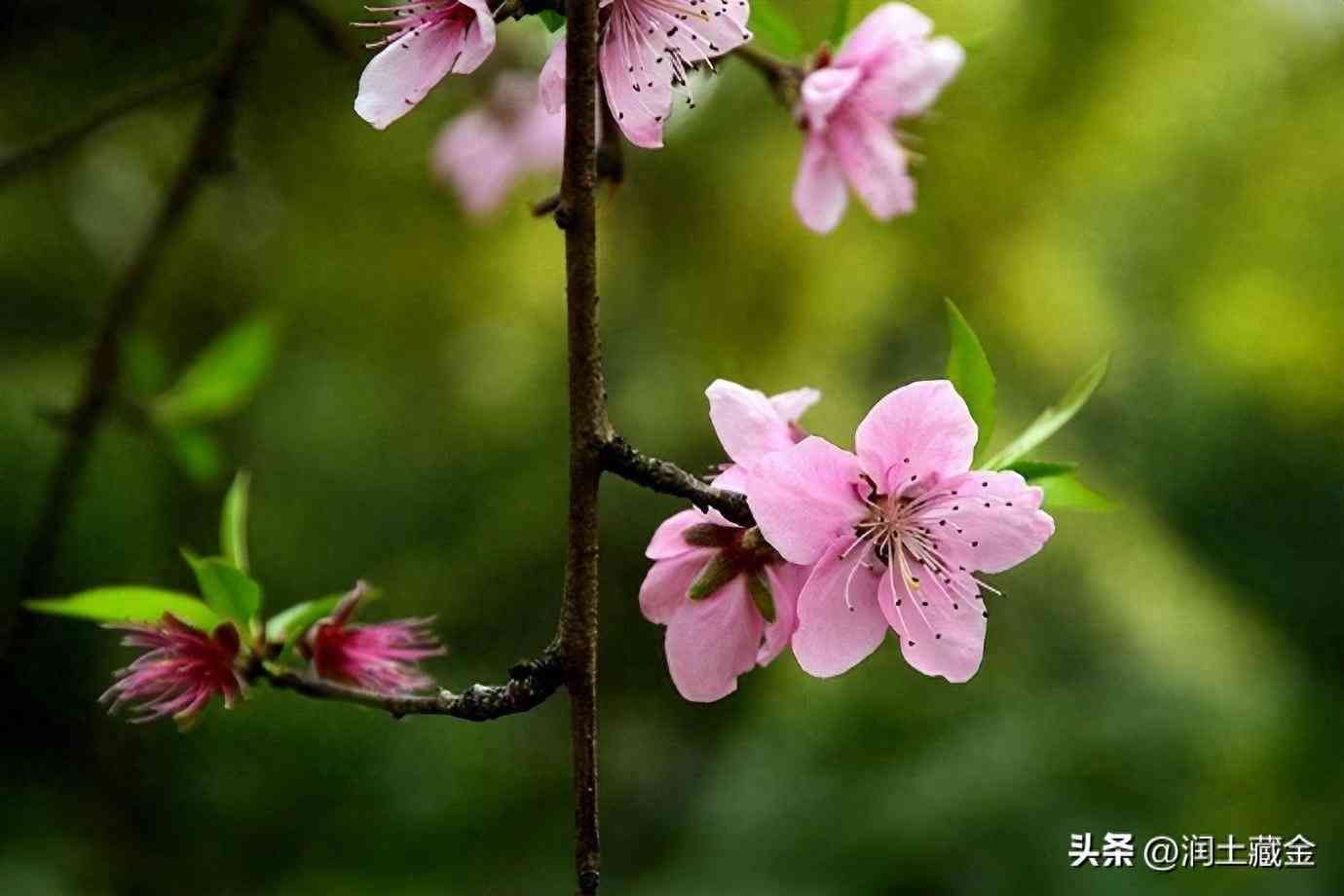 男人命犯桃花劫是什么意思啊