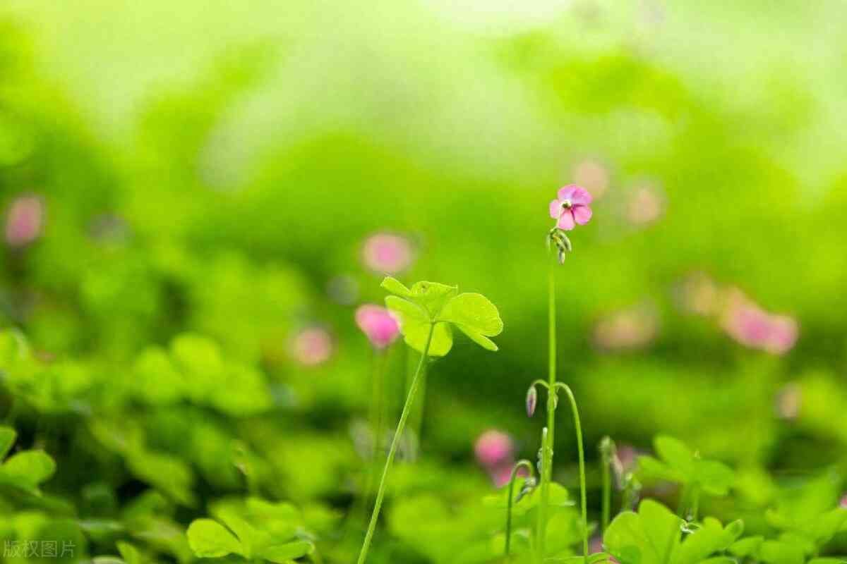 狮子座女人的十大特点，全身上下都是优点的星座女，一般人不敢追